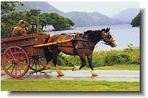 Jaunting car in Killlarney