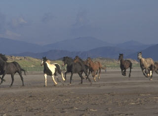 Horse riding in ireland