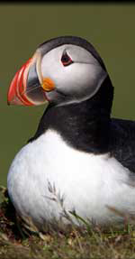 Puffin